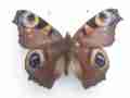 Aglais io (Inachis io)  dark purple aberration (Internet Image property of respective owner, non-commercial use only)